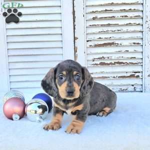 Ralph, Dachshund Puppy